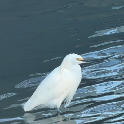 White bird standing in rippling water.