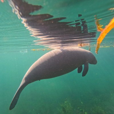 Manatee swimming underwater with sunlight and plants visible.