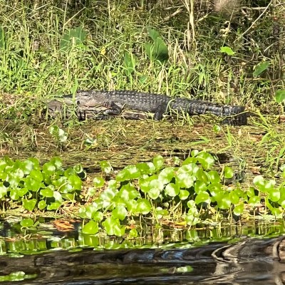 Alligator resting on a grassy riverbank beside water with aquatic plants.