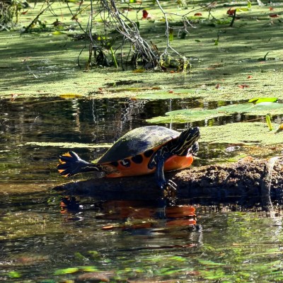 Turtle sunbathing on a rock in a pond with green algae and plants.