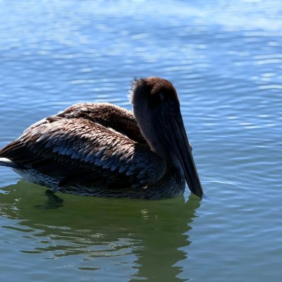 Pelican floating on calm, blue water in sunlight.