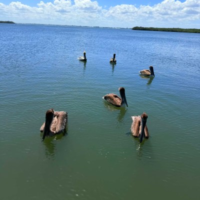 Six pelicans floating on a calm lake under a clear blue sky.