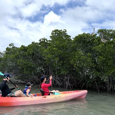 People kayaking near mangroves with birds perched above.