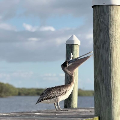 Pelican perched on a wooden pier by the water, under a cloudy sky.