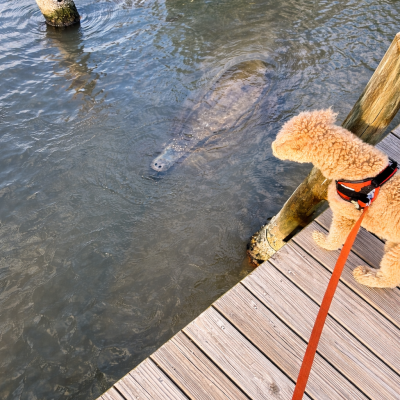 Dog on dock looking at manatee in water below.