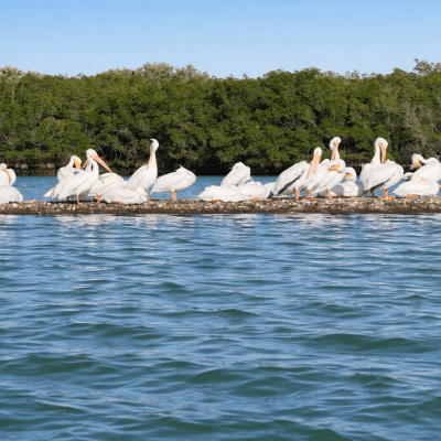 Group of pelicans on a sandbar with water and mangroves in background.
