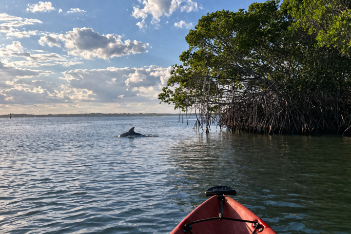 Kayak on water near mangroves, dolphin fin visible in distance under a partly cloudy sky.