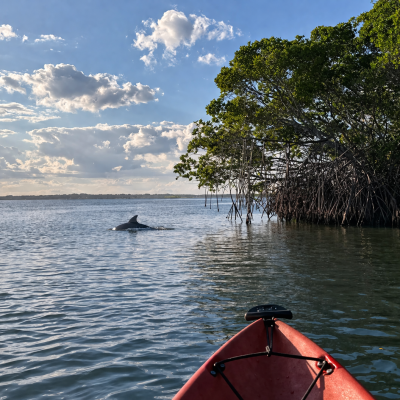 Red kayak on water near mangroves, dolphin fin visible in distance, under a cloudy sky.