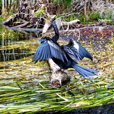 Bird with spread wings perched on a log in a swampy area.