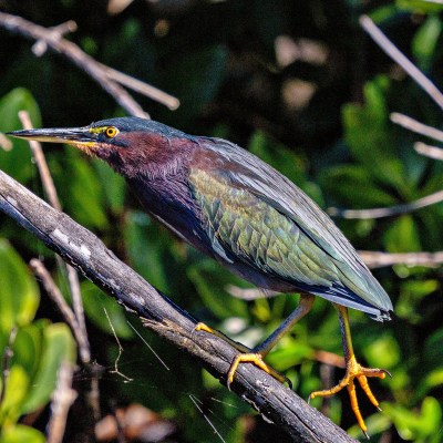 Colorful bird perched on a branch with green foliage background.
