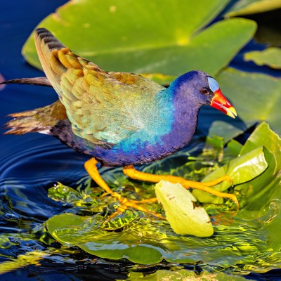 Colorful bird with a red beak walking on green lily pads in water.