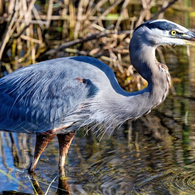 Great blue heron wading in shallow water surrounded by reeds.