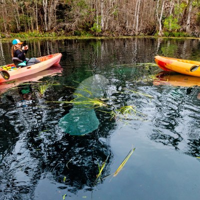 Four people kayaking on a calm river surrounded by trees.