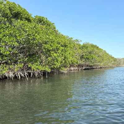 Mangrove trees along a calm, clear water shoreline under a blue sky.