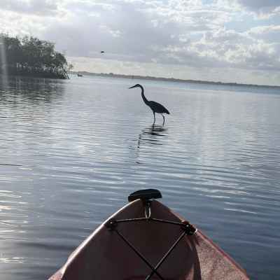Kayak on calm water with a heron and distant trees.