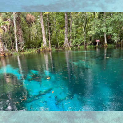 Clear spring water surrounded by lush trees and greenery.