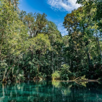 Lush forest with tall trees reflected in a clear blue pond.